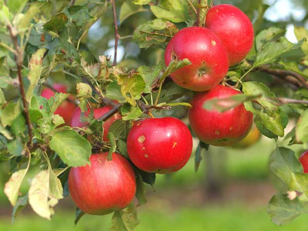 Aktion "Ernten erw&uuml;nscht"